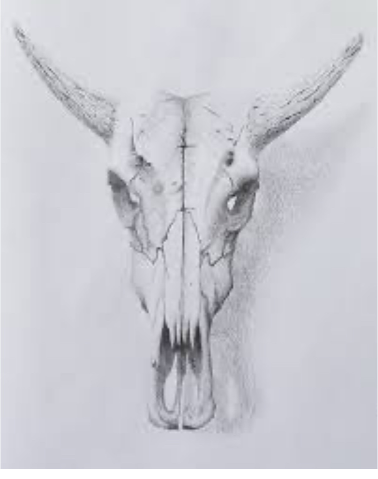 Эскиз витража с бычьим черепом — подготовительная работа мастера